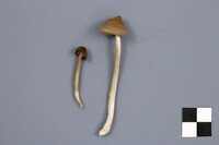 Entoloma strictius image